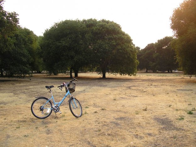 Bici